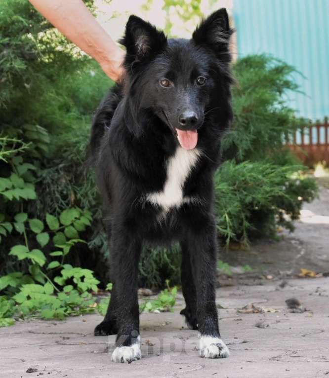 Собаки в Москве: Ненецкая оленегонная лайка. Кобель YUY-SHI. Мальчик, 50 000 руб. - фото 4