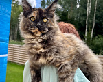Кошки в других городах Ленинградской области: Котёнок мейн-кун Девочка, 30 000 руб. - фото 2