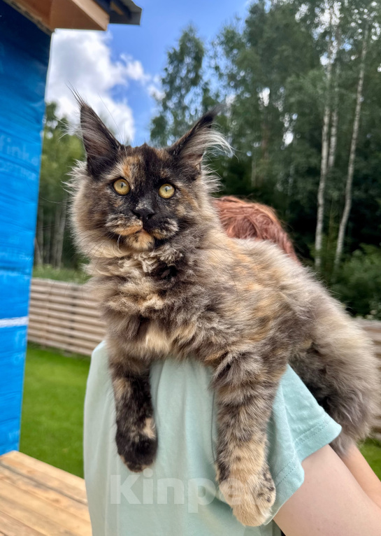 Кошки в других городах Ленинградской области: Котёнок мейн-кун Девочка, 30 000 руб. - фото 2