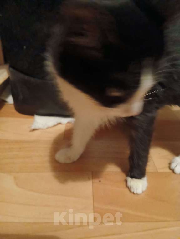 Кошки в Ярославле: Котенок Мальчик, Бесплатно - фото 5