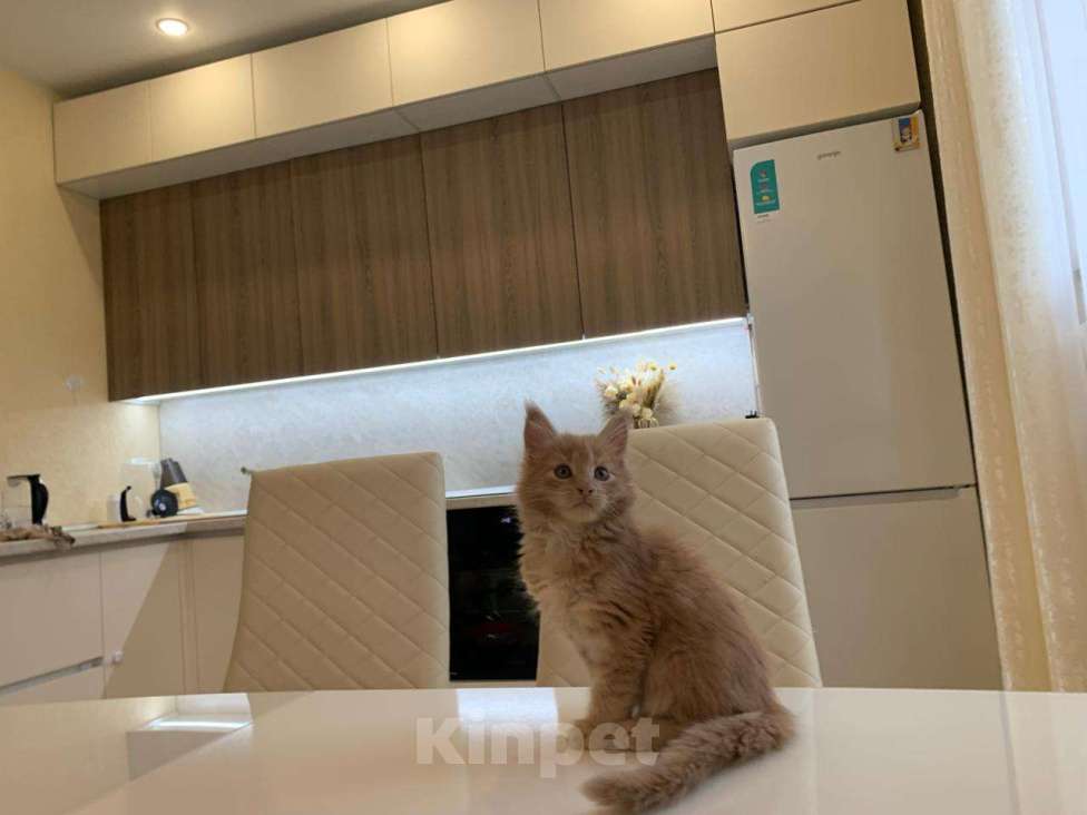 Кошки в Москве: Роскошная девочка мейн-кун крем  Девочка, 50 000 руб. - фото 7