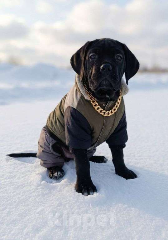 Собаки в других городах Московской области: Щенки Мальчик, 120 000 руб. - фото 1