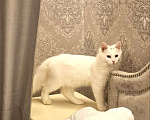 Кошки в Санкт-Петербурге: Белый красавчик котик Мальчик, Бесплатно - фото 4