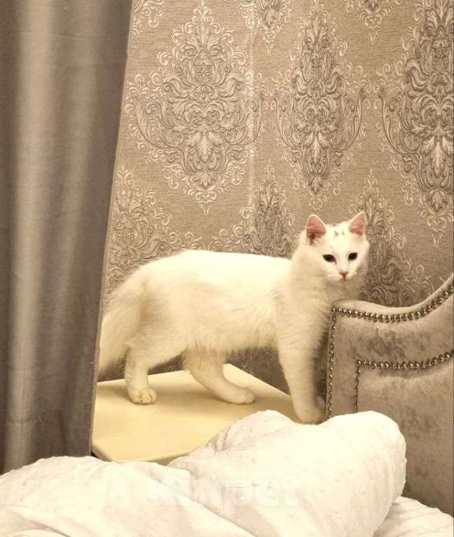 Кошки в Санкт-Петербурге: Белый красавчик котик Мальчик, Бесплатно - фото 4