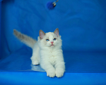 Кошки в Москве: Рэгдолл котенок блю биколор Мальчик, 70 000 руб. - фото 1