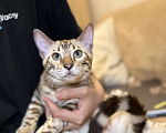 Кошки в Москве: Бенгальский котенок (девочка) Девочка, 40 000 руб. - фото 1