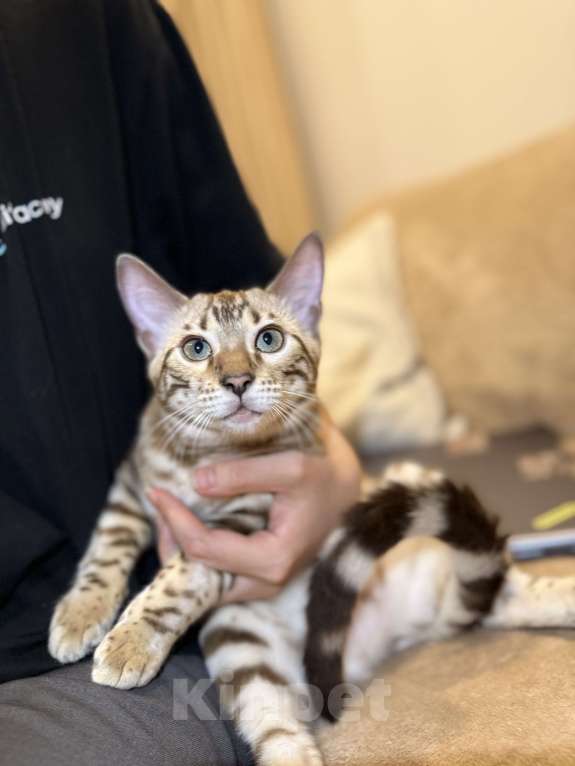 Кошки в Москве: Бенгальский котенок (девочка) Девочка, 40 000 руб. - фото 1