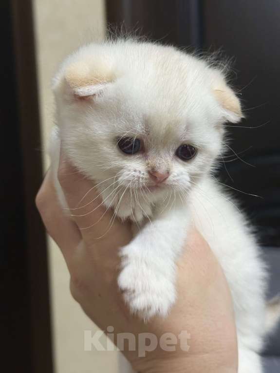 Кошки в Краснодаре: Котята золотая шиншилла Мальчик, 15 000 руб. - фото 4