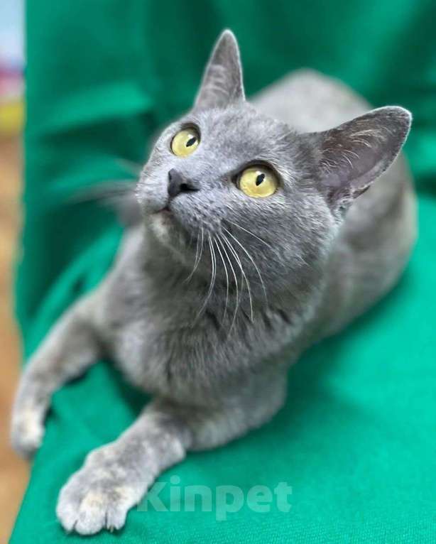 Кошки в Москве: Русская голубая кошечка в добрые руки! Девочка, Бесплатно - фото 2