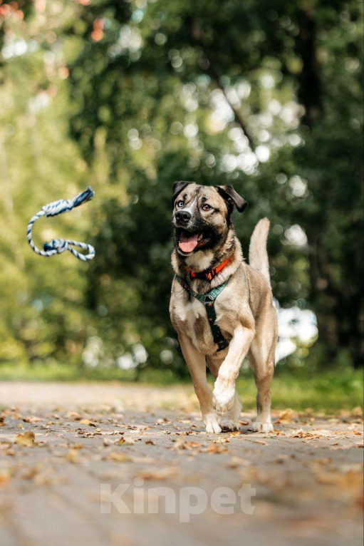 Собаки в Москве: Жизнерадостный Джек в поисках дома Мальчик, Бесплатно - фото 6