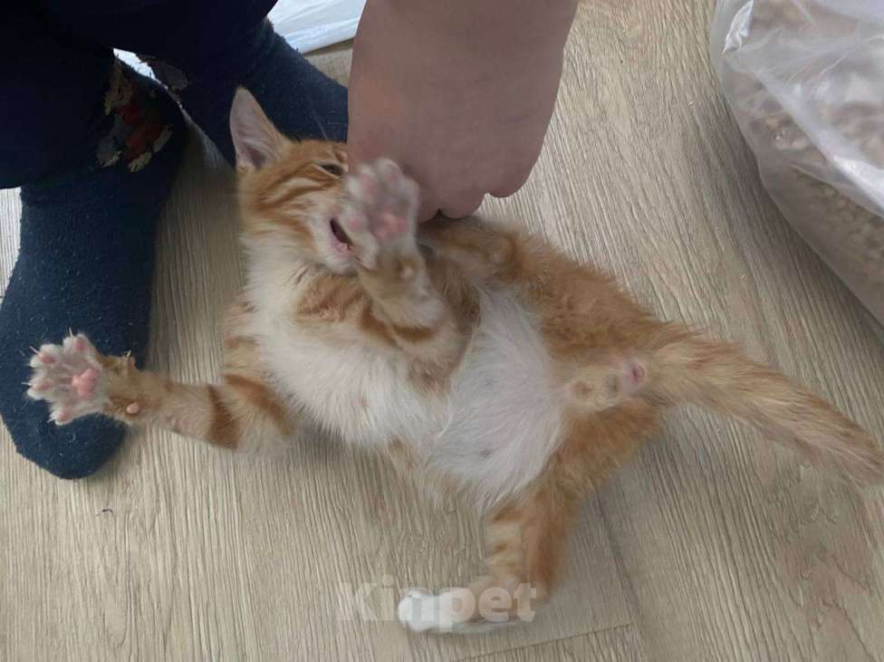 Кошки в Москве: Мне нужен дом Мальчик, Бесплатно - фото 3