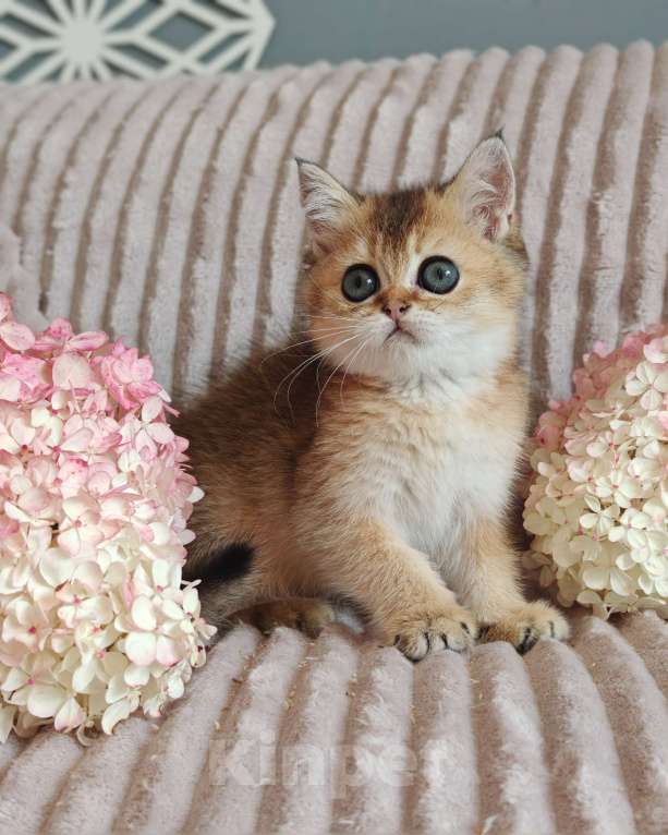 Кошки в Москве: Золотая шиншилла Девочка, 70 000 руб. - фото 2