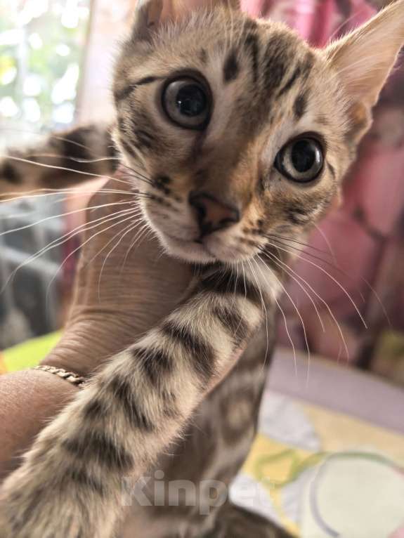 Кошки в Ельце: Снежные эксклюзивчики Мальчик, Бесплатно - фото 5