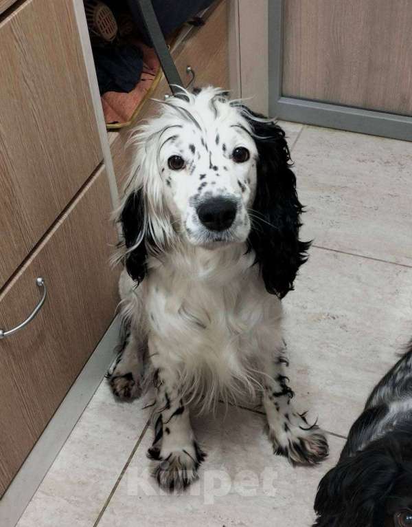 Собаки в Лосином-Петровском: Эммма русский спаниель в добрые руки Девочка, Бесплатно - фото 2