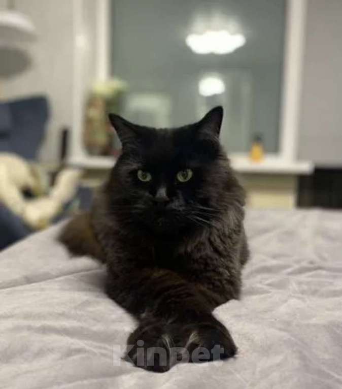 Кошки в Санкт-Петербурге: Ищет новый дом Девочка, Бесплатно - фото 2