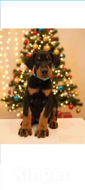 Собаки в Ростове-на-Дону: Щенки добермана  Девочка, 50 000 руб. - фото 6