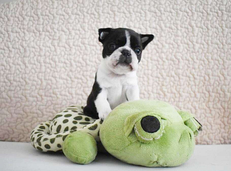 Бостон терьер щенок