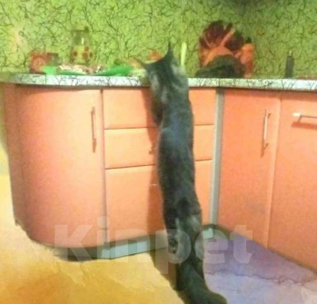 Кошки в Москве: Котята Мейн  кун мальчики  Мальчик, 65 000 руб. - фото 4