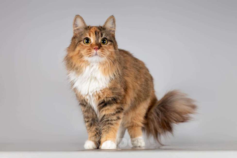 Кошки в Москве: Красавица Фиона в добрые руки. Девочка, Бесплатно - фото 2