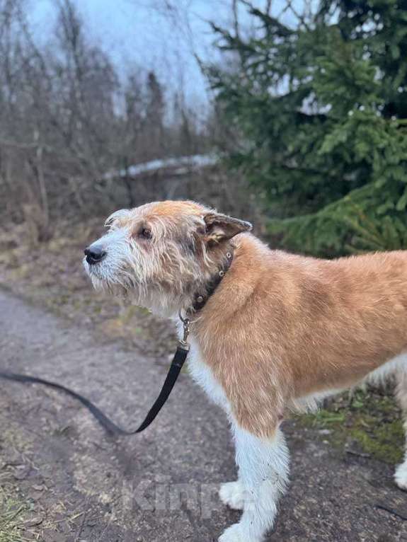Собаки в Санкт-Петербурге: Беляш и Рыжуля, два невероятных пса, очень ждут свой дом и человека. Мальчик, Бесплатно - фото 5