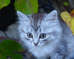 Кошки в Москве: Котёнок в добрые руки Девочка, Бесплатно - фото 1