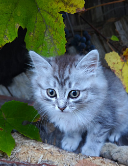 Котёнок в добрые руки