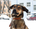 Собаки в Москве: Фиеста Девочка, Бесплатно - фото 1