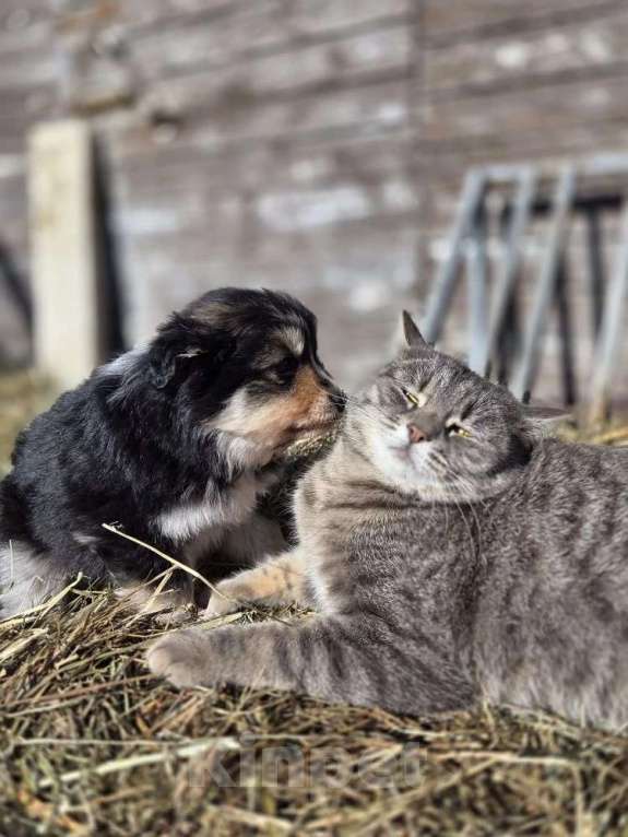 Собаки в других городах Московской области: миниатюрная американская овчарка Девочка, 90 000 руб. - фото 2