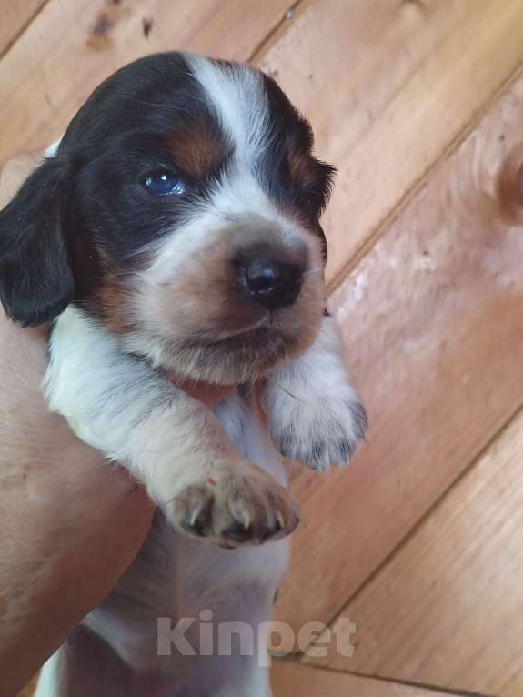 Собаки в Москве: Русский охотничий спаниель Девочка, 45 000 руб. - фото 4