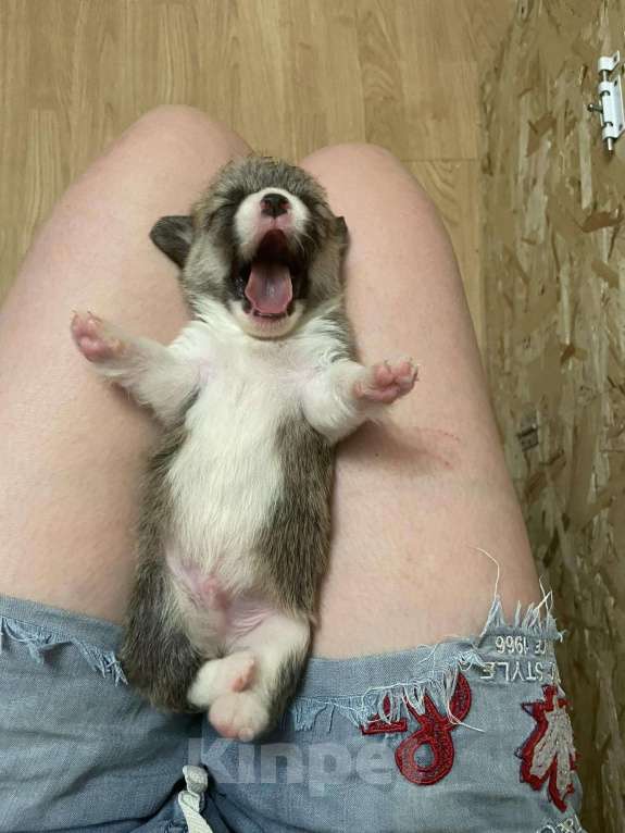 Собаки в Краснодаре: Корги Девочка, 65 000 руб. - фото 3