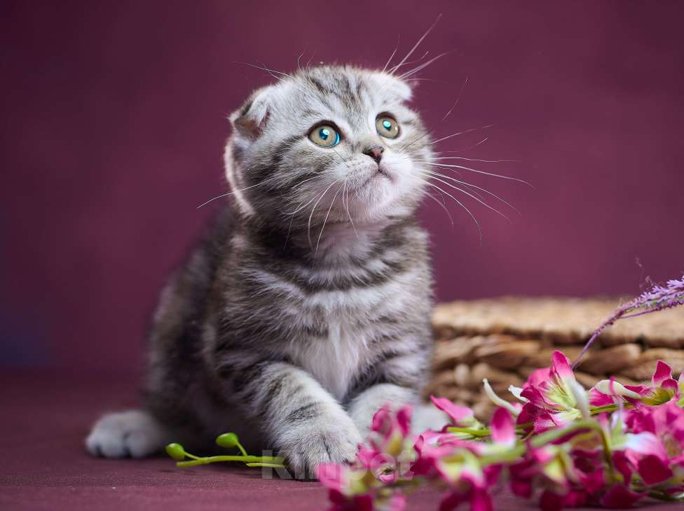 Кошки в Барнауле: Котик-фолд Тимоти🤎 Мальчик, Бесплатно - фото 5