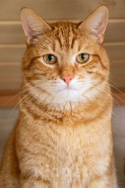 Кошки в Москве: Сэм — кот с характером, как у мультяшного героя! Мальчик, Бесплатно - фото 1