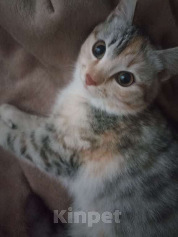 Кошки в Омске:  Срочно отдам кошечку  Девочка, Бесплатно - фото 2