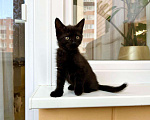 Кошки в Москве: Котенок черная пантерка Изюминка в добрые руки  Девочка, Бесплатно - фото 8