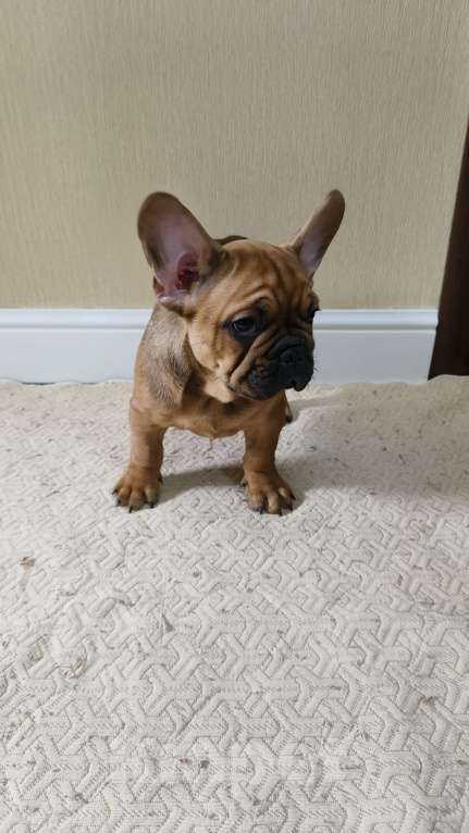 Собаки в Белореченске: Французский бульдог Мальчик, Бесплатно - фото 6
