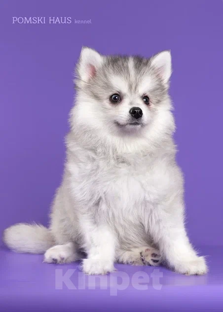 Собаки в Нижнем Новгороде: очаровашка Девочка, 50 000 руб. - фото 2