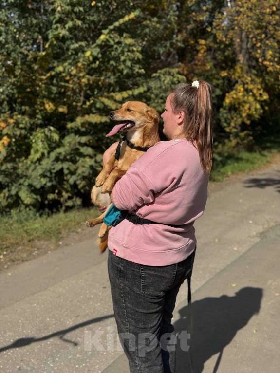 Собаки в Москве: Щенок Миранда  Девочка, Бесплатно - фото 2