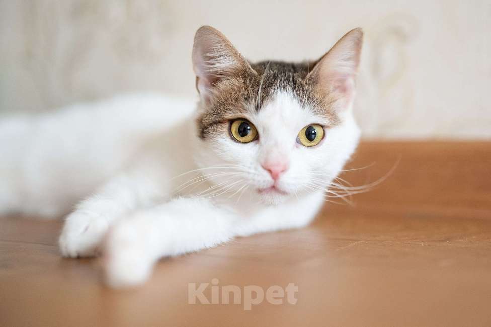 Кошки в Москве: Амур в поиках дома Мальчик, Бесплатно - фото 1