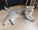 Кошки в Москве: Британский кот вязка Мальчик, 1 руб. - фото 3
