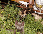Кошки в Камызяке: Котята в дар, 100 руб. - фото 1