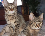 Кошки в Семенове: Шотландские котята, Бесплатно - фото 1