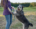 Собаки в Волоколамске: Собака-компаньон, приучена к домашней жизни Девочка, Бесплатно - фото 8