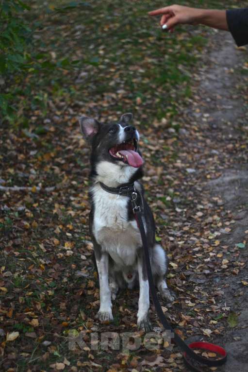 Собаки в Москве: Граф Мальчик, Бесплатно - фото 5