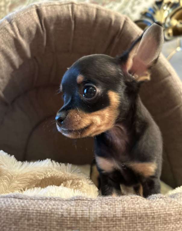 Собаки в Москве: Щенок русского той-терьера Мальчик, 45 000 руб. - фото 3