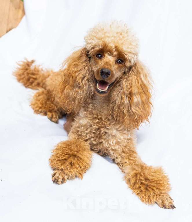 Собаки в Видном: Щенки миниатюрного пуделя Мальчик, 40 000 руб. - фото 6