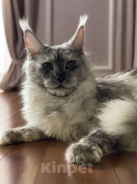 Кошки в Москве: ДЕВЧУШКА НА ВЫДАНЬЕ ИЗ ПИТОМНИКА Девочка, 30 000 руб. - фото 7