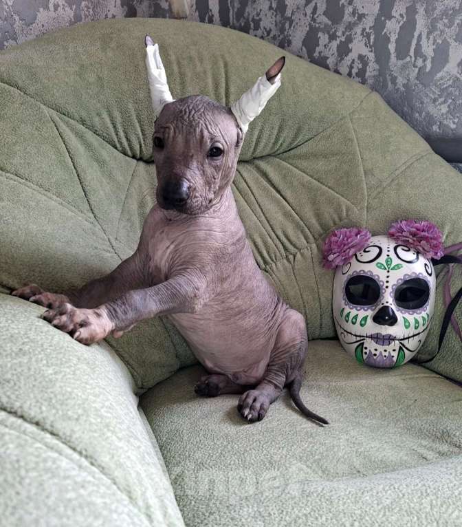 Собаки в Белгороде: Щенок ксолоитцкуинтли стандарт Мальчик, 90 000 руб. - фото 2