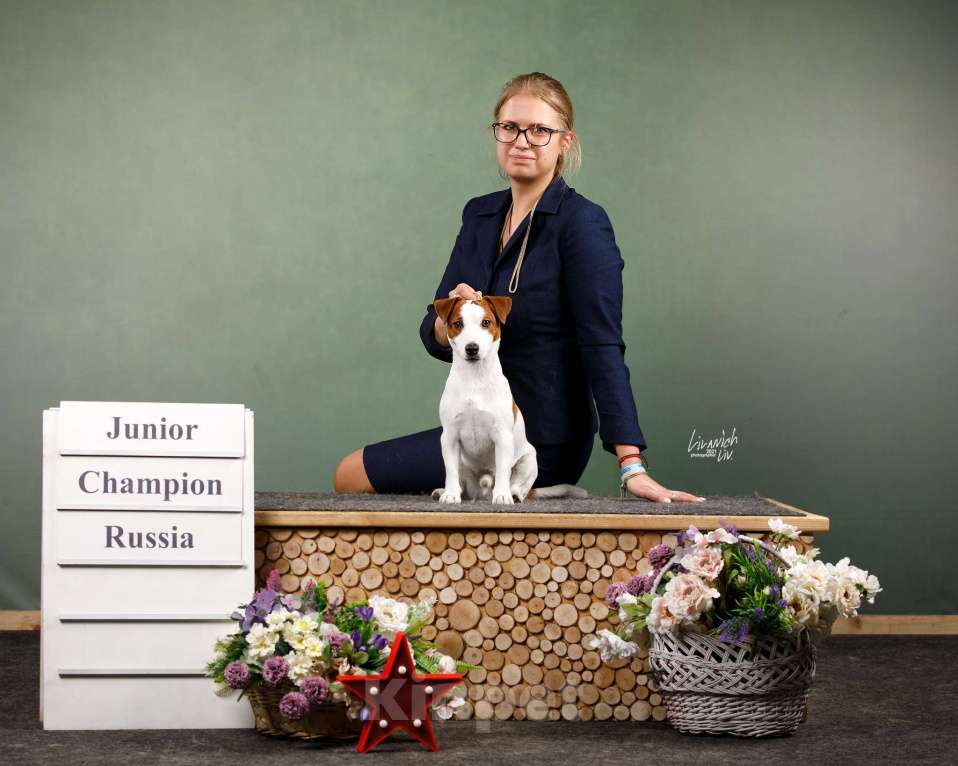 Собаки в Москве: Молодой кобель чемпион Мальчик, 35 000 руб. - фото 2