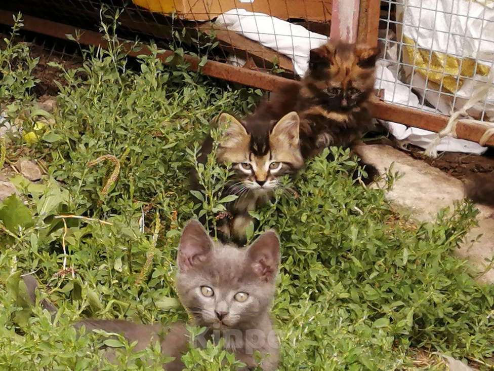 Кошки в Камызяке: Котята в дар, 100 руб. - фото 1