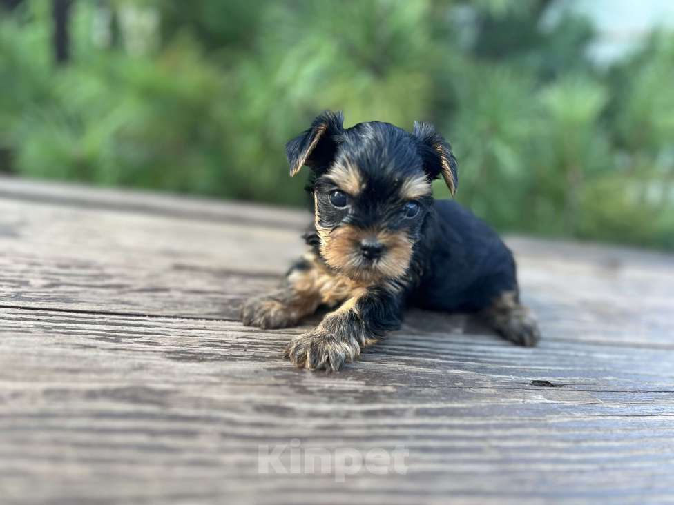 Собаки в Новосибирске: Йоркширский терьер щенки Мальчик, 50 000 руб. - фото 2